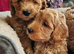 Ready, breeder, 4 dna clear red small miniature cockapoo litter