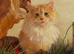 Male main coon