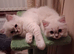 READY NOW GCCF registered Ragdoll kittens