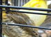 This year’s canaries