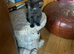 Black Fluffy Girl