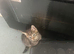 Adorable full tabby kittens ready flead wormed fully litter trained
