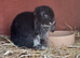 Netherland dwarfs