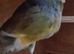 Yorkshire canary for new home