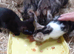 Tabby with white and black female kittens