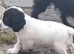 Kc registered cocker pups