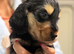Kc reg Showtype cocker spaniel puppies