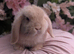 Mini lop boy