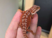 Baby red monster bearded dragons