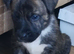 Staffie x kc German shepard