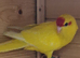 Kakarikis