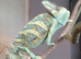 Veiled chameleons