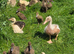 Pure Breed Ducklings: Sexed