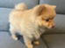 Pure breed small size Pomeranian puppies