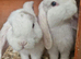 2 Purebred Minilop boys