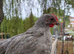 Lavender pekin bantams