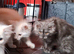Pedigree kittens in Manchester