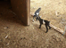 4 Pygmy Goats for sale
