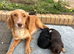 Cocker spaniel puppies
