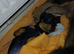 Dachshund puppies