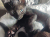 Two babies Bengal tortoise shell