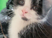 Rare Tuxedo Kitten for sale
