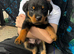Rottweiler puppy&rsquo;s