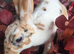 Beautiful mini rex various ages