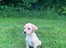 Stunning Labrador puppies READY NOW