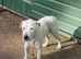 Parson Jack Russell For Stud