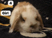 Stunning mini lops for sale
