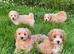 Cavachon x toy poodle puppies