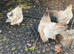 3 Silkied Serama hens