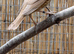 Cinnamon male songthrush