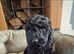 Beautiful f2b cockapoo's