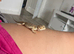 6 week old bearded dragon