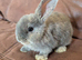 Loving baby bunny