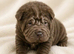 Kc registered sharpei puppies