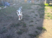 Blue Merle male border collie 5 months old.