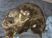 Two tabbys 1 male, 1 female