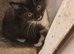 5 kittens and mother