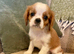 KC reg Champion Bloodline Cavalier King Charles Spaniel Puppies