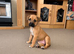 Bullmastiff X border collies