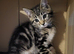 Maine Coon X kittens ready now