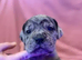 Stunning merle cane corso available