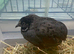 CHINESE PAINTED QUAIL - cocks
