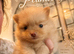 Stunning little Pomeranians