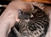 Adorable kittens