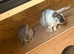 Mini lop x lionhead bunnies