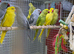 Ring neck parrot
